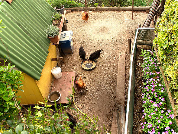 Galline all’aperto nel verde del B&B Sant’Anna a Cairo Montenotte