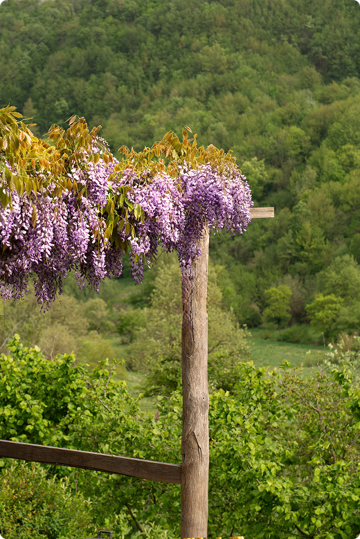 B&B Sant'Anna Cairo Montenotte Glicine