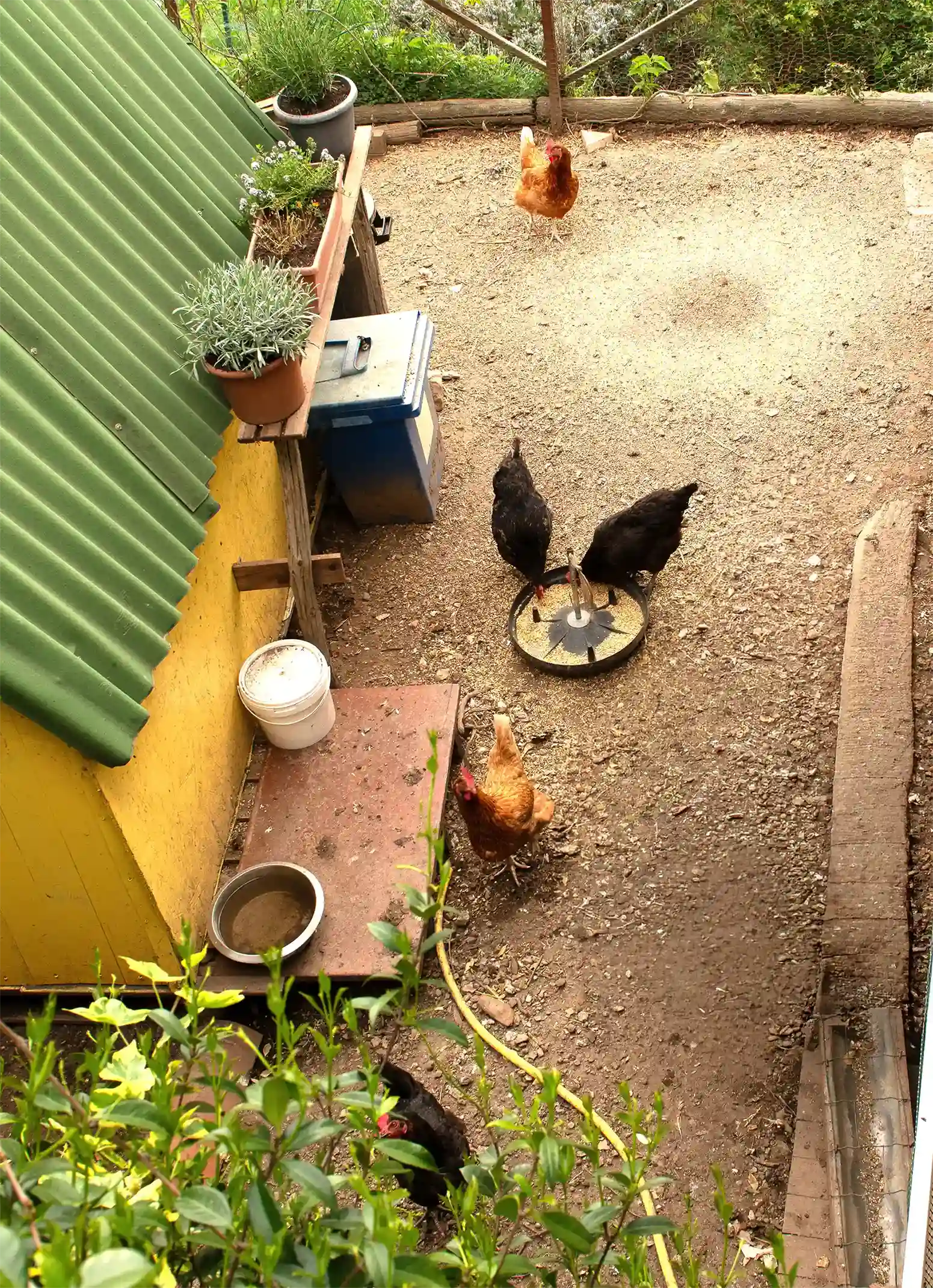 Animali della fattoria al B&B Sant'Anna